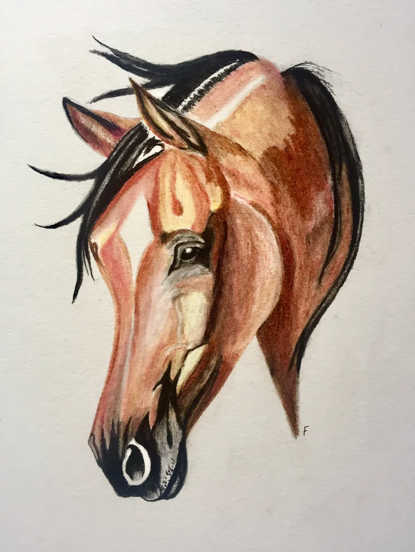 Tossed Forelock, drawing by Fulton Allem