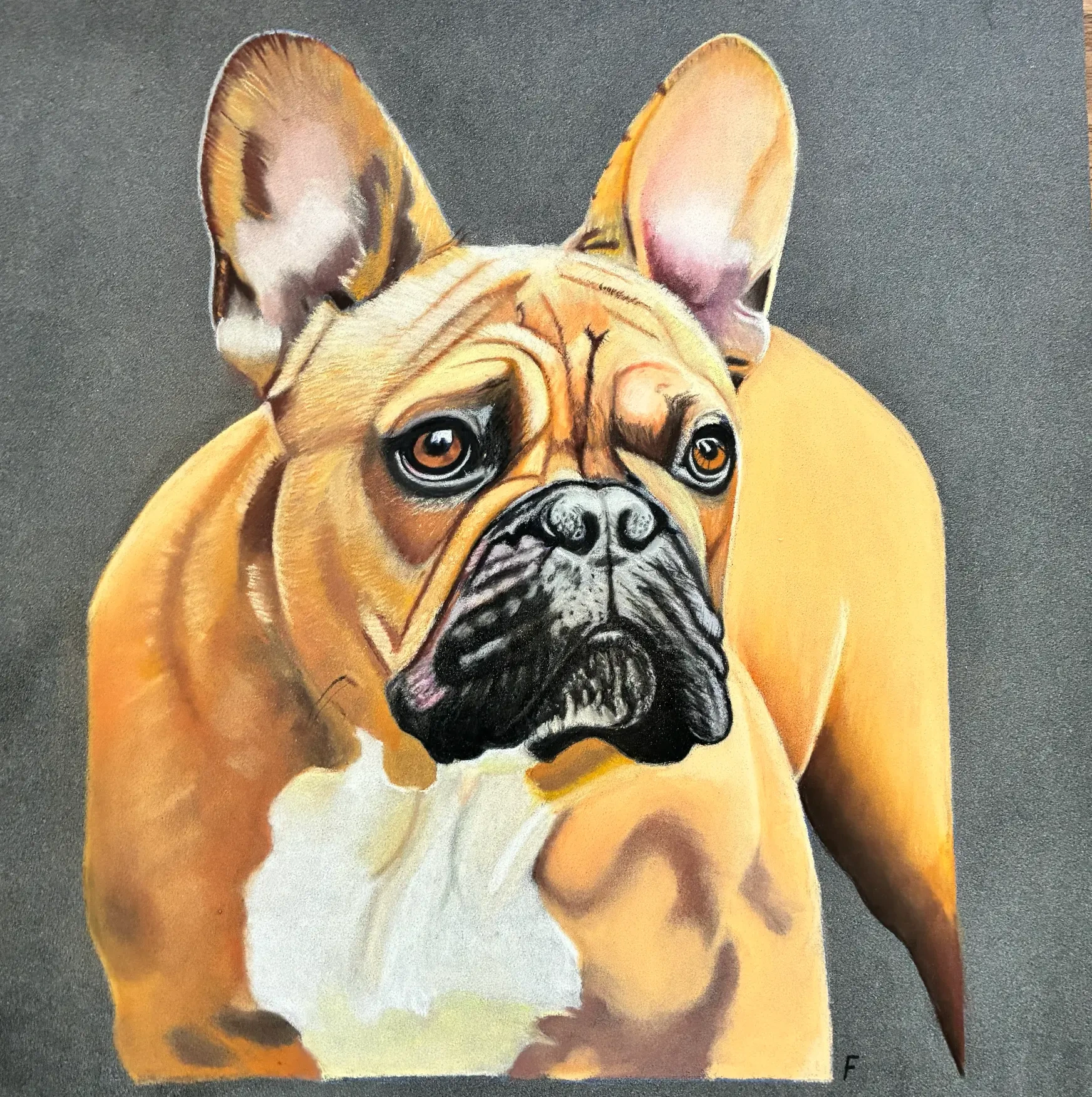 Fawn Frenchie, drawing by Fulton Allem