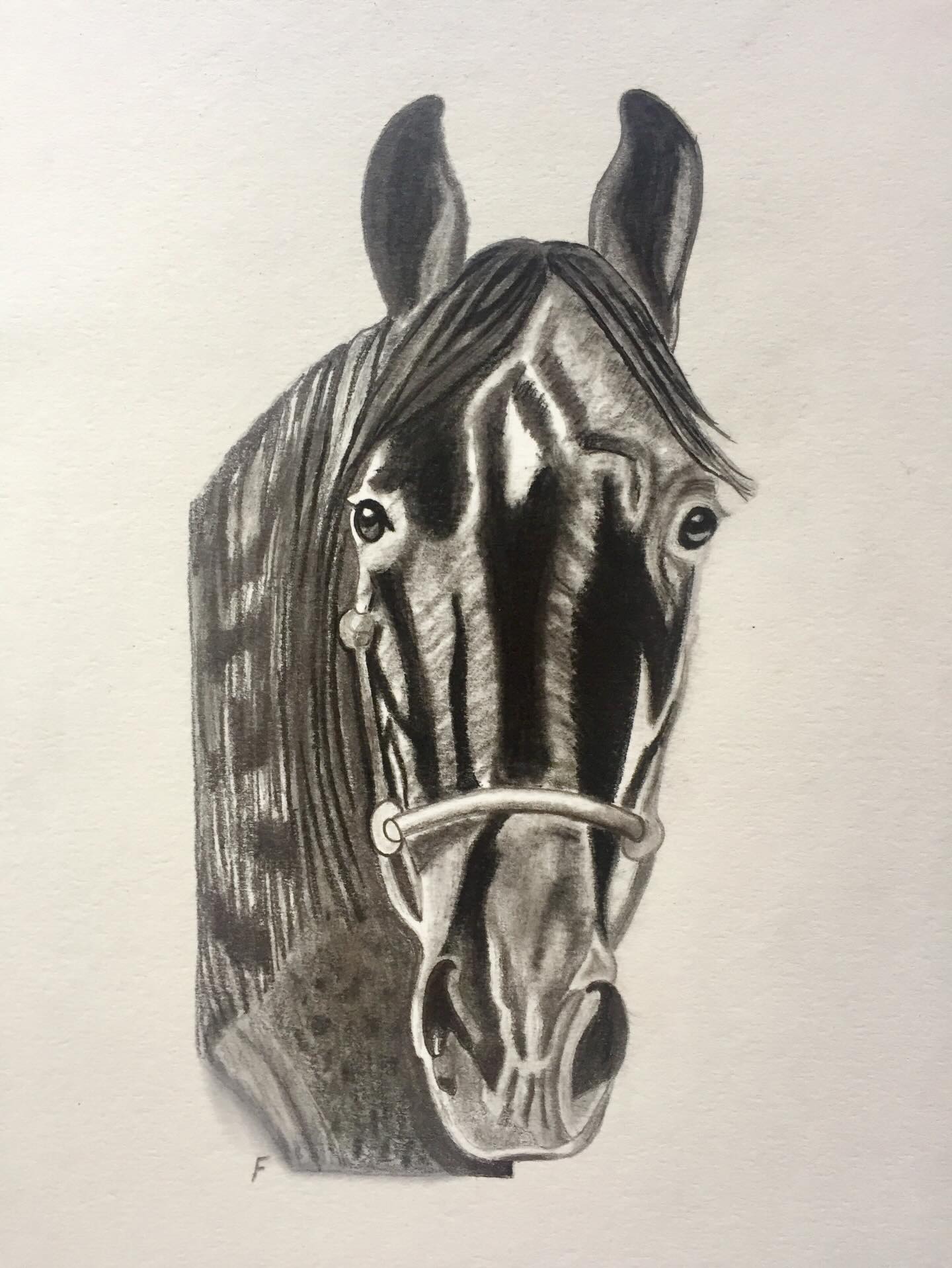 Charcoal Halter, drawing by Fulton Allem