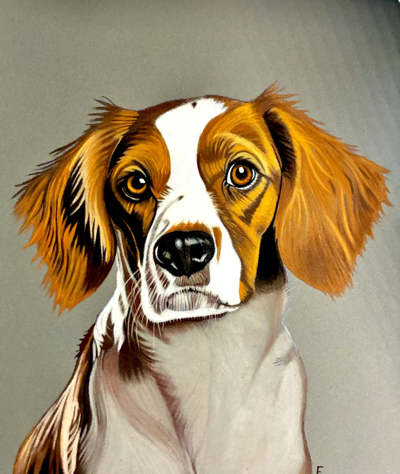 Spaniel Ears, drawing by Fulton Allem