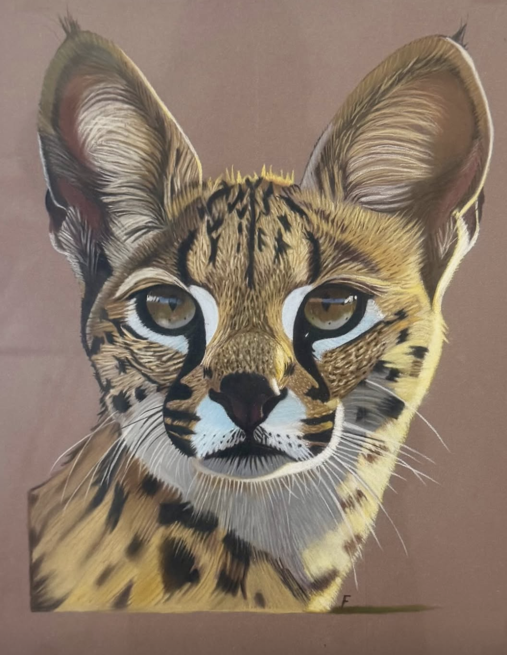 Serval, drawing by Fulton Allem