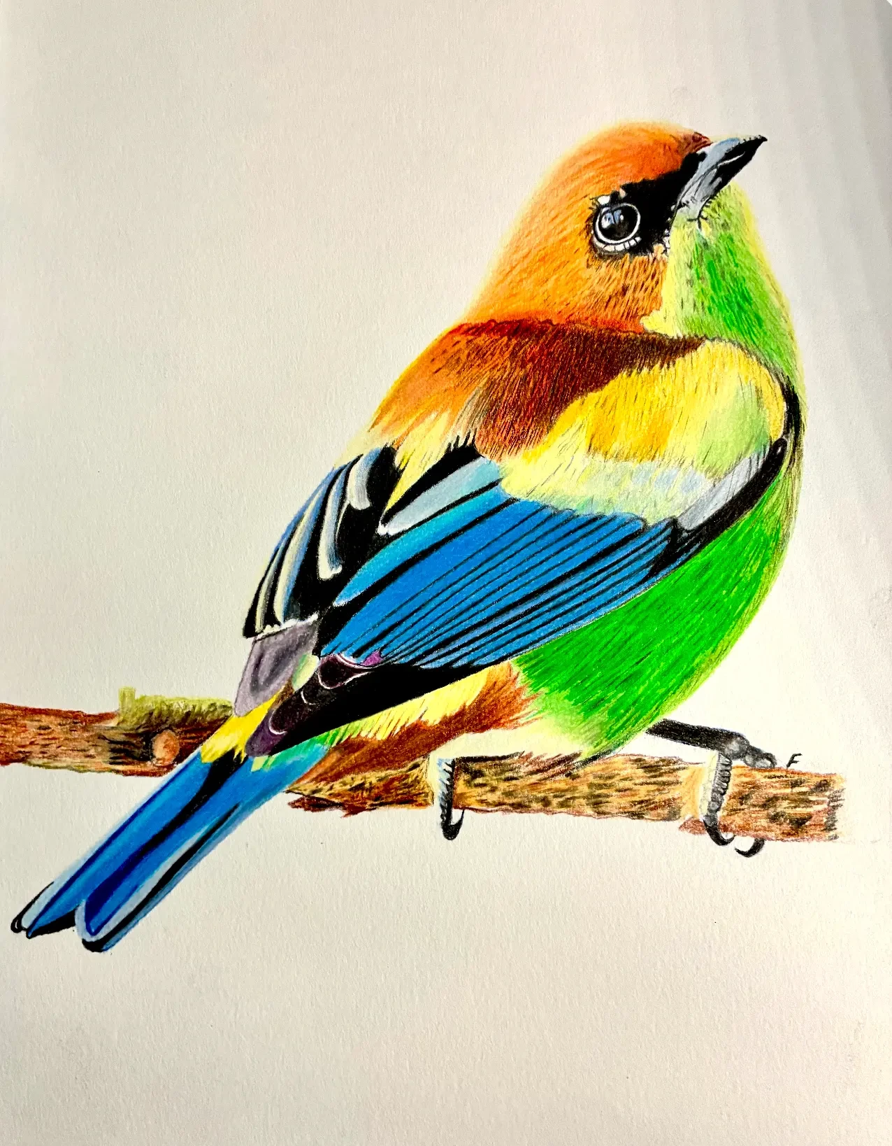 Chestnut Cap, drawing by Fulton Allem
