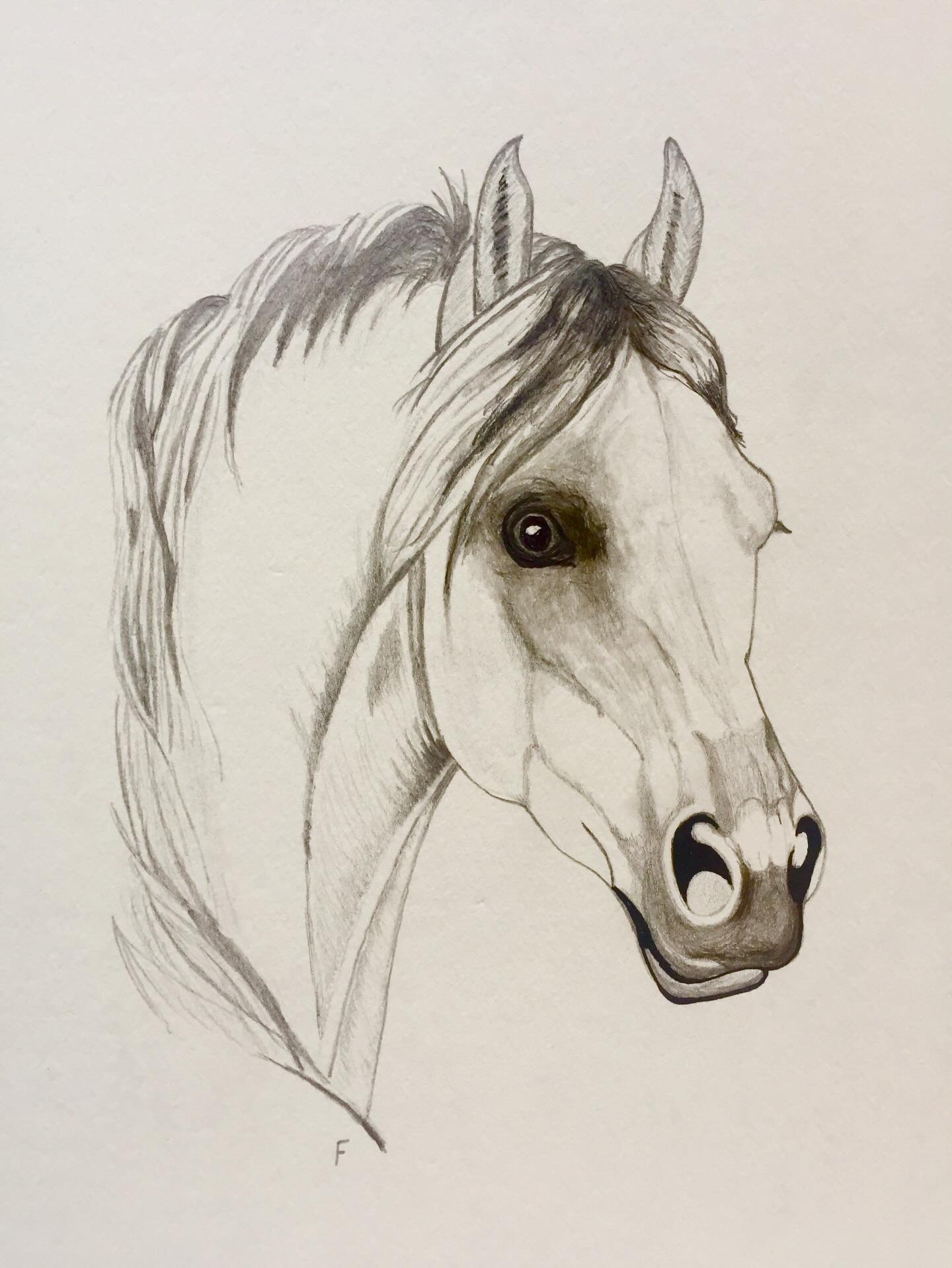 Graphite Outline, drawing by Fulton Allem