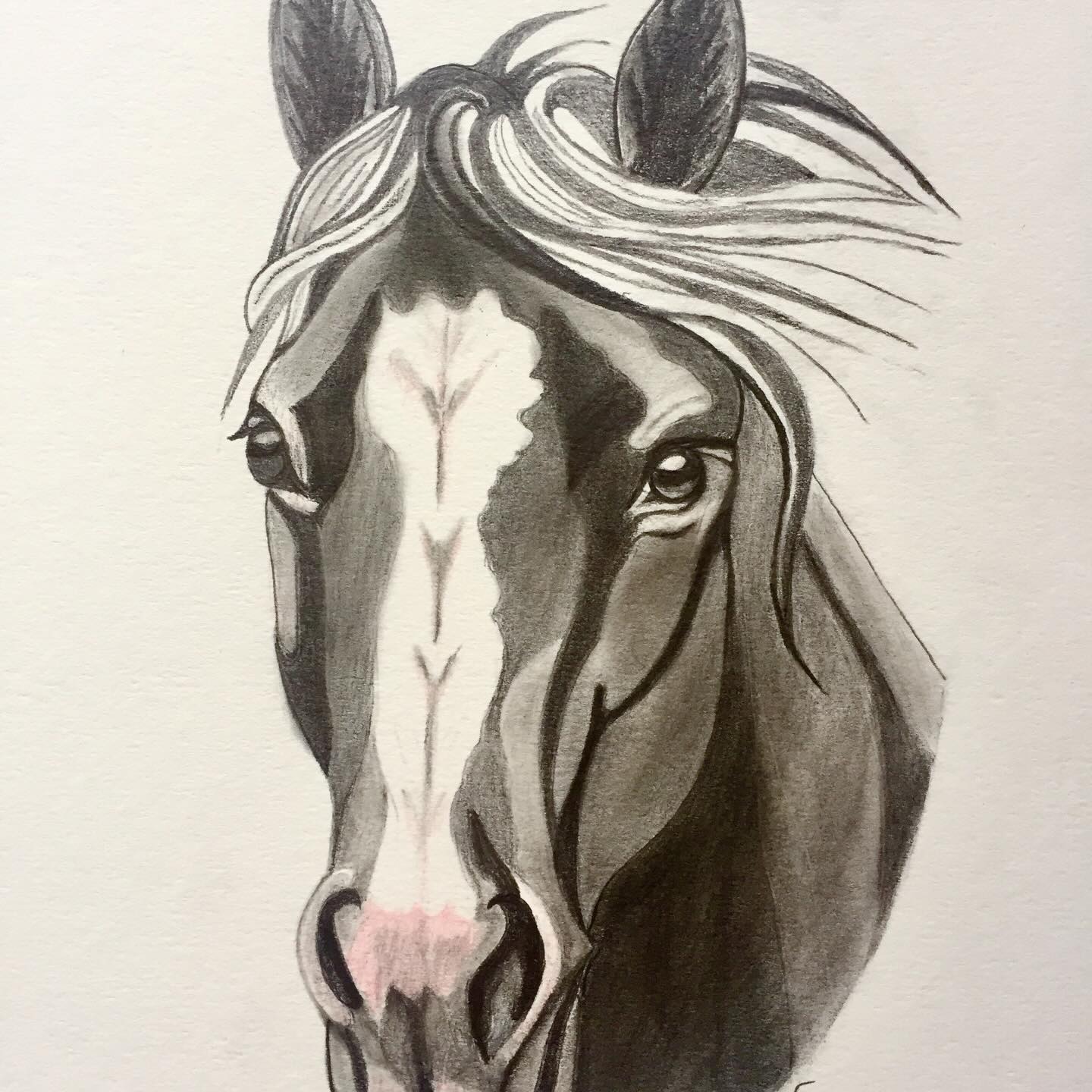 Forelock and Star, drawing by Fulton Allem