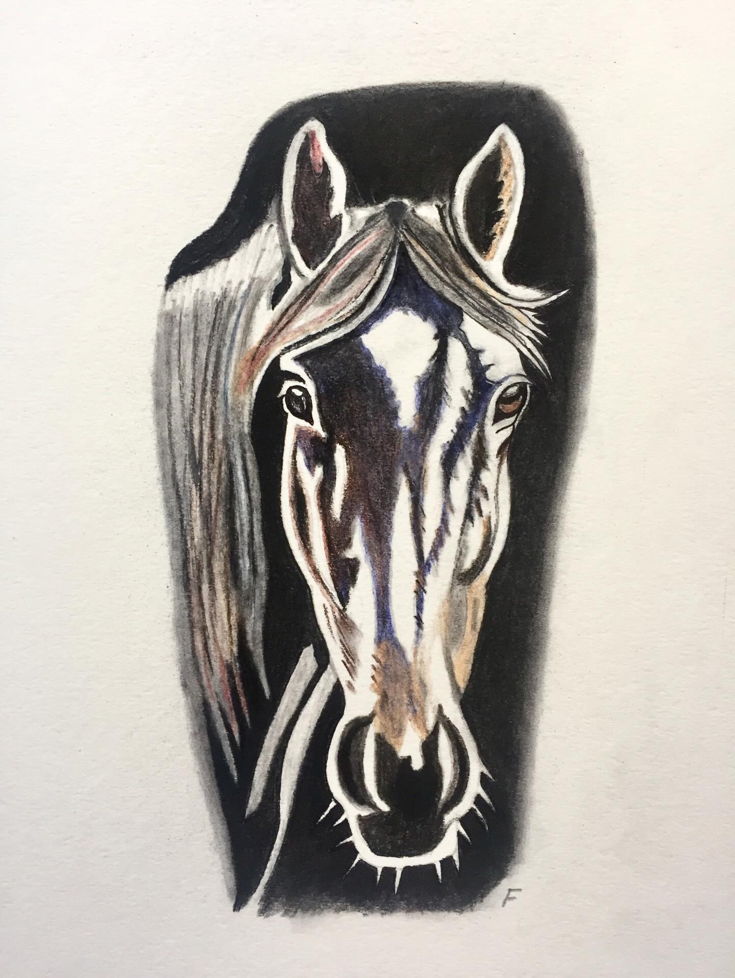 White-Lined Blaze, drawing by Fulton Allem