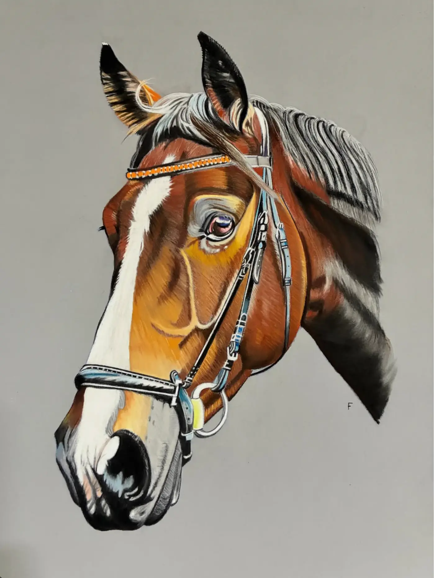 Orange Browband, drawing by Fulton Allem