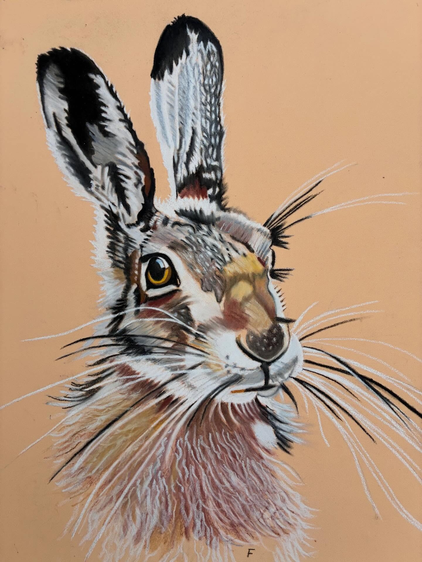 Hare, drawing by Fulton Allem