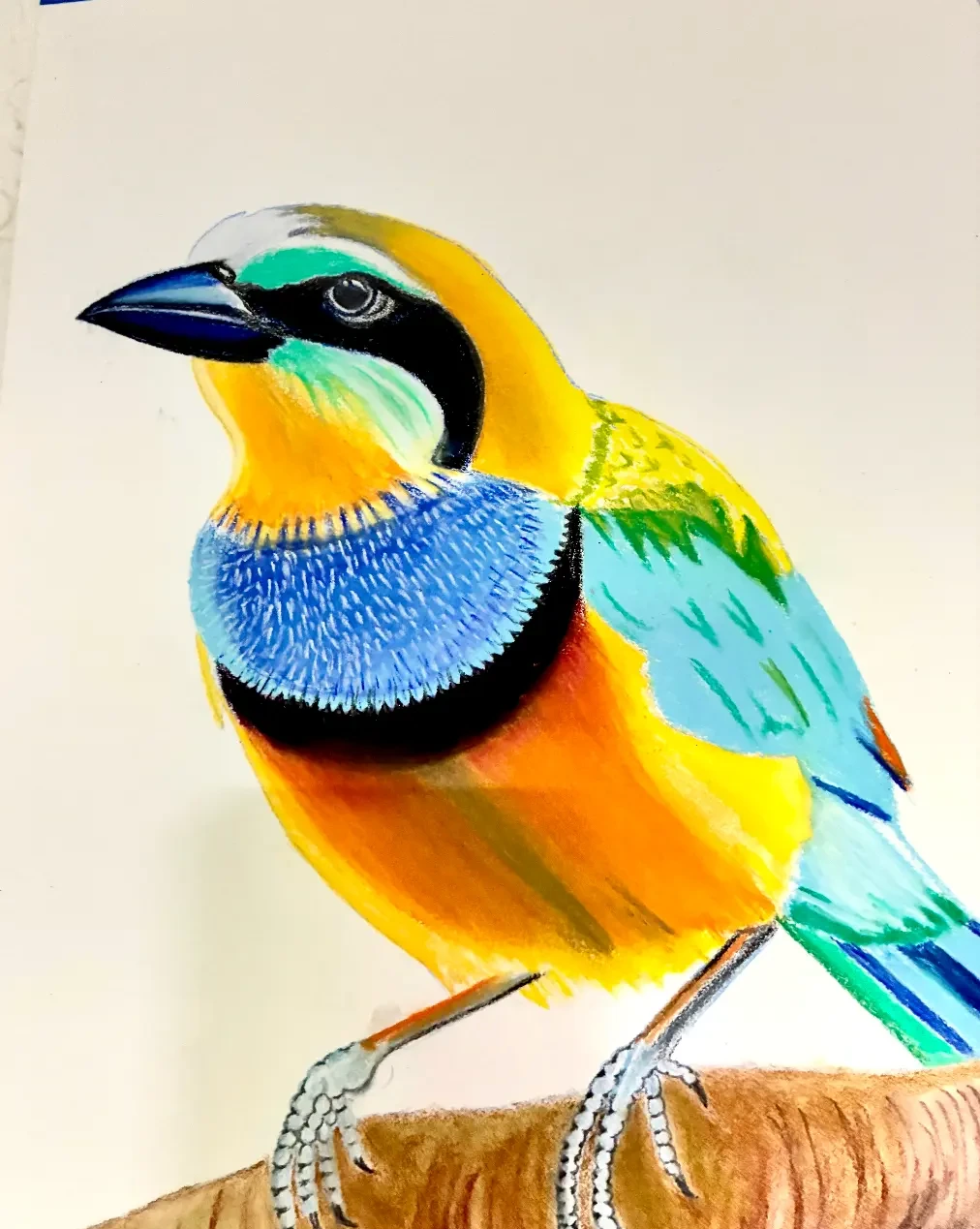 Blue Gorget, drawing by Fulton Allem