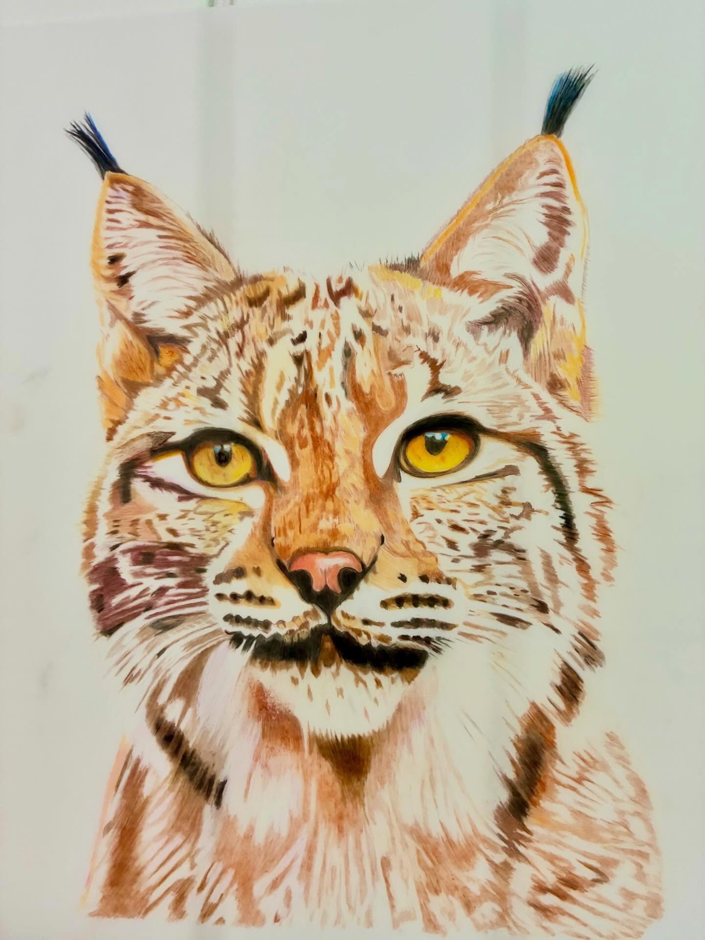 Lynx, drawing by Fulton Allem