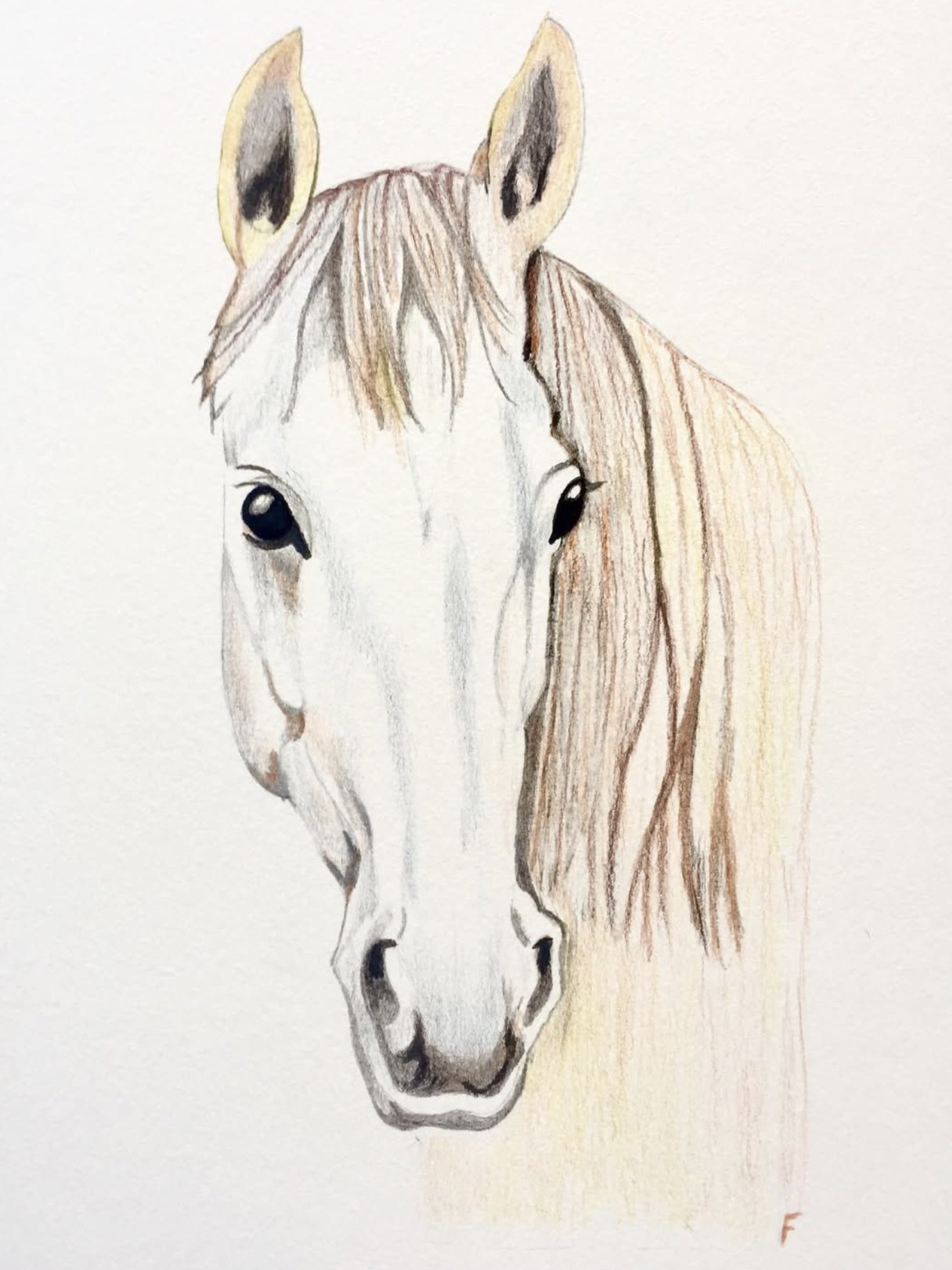 Past custom animal portrait commission 1 by Fulton Allem